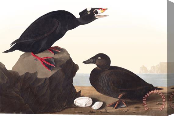 John James Audubon Black, Or Surf Duck Stretched Canvas Print / Canvas Art