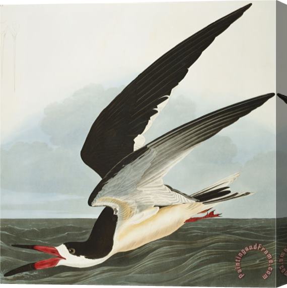 John James Audubon Black Skimmer Or Shearwater Black Skimmer Rynchops Niger From The Birds of America Stretched Canvas Print / Canvas Art