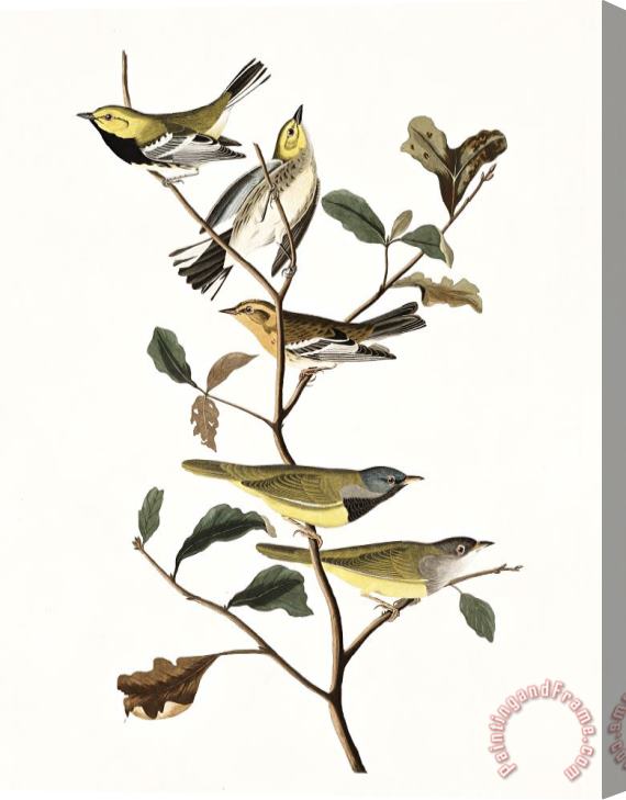 John James Audubon Black Throated Green Warbler, Blackburnian, Mourning Warbler Stretched Canvas Print / Canvas Art