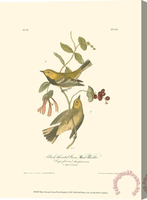 John James Audubon Black Throated Green Wood Warbler Stretched Canvas Print / Canvas Art