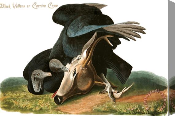 John James Audubon Black Vulture Or Carrion Crow Stretched Canvas Print / Canvas Art