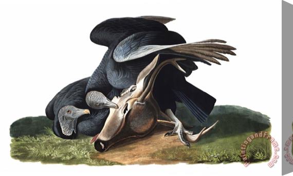 John James Audubon Black Vulture, Or Carrion Crow Stretched Canvas Painting / Canvas Art
