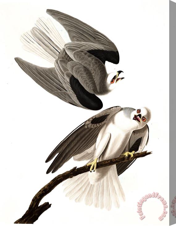 John James Audubon Black Winged Hawk Stretched Canvas Painting / Canvas Art