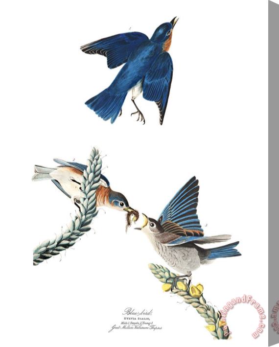 John James Audubon Blue Bird Stretched Canvas Painting / Canvas Art