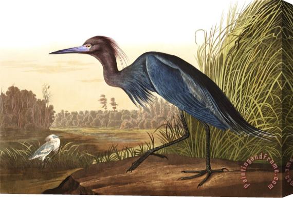 John James Audubon Blue Crane, Or Heron Stretched Canvas Print / Canvas Art