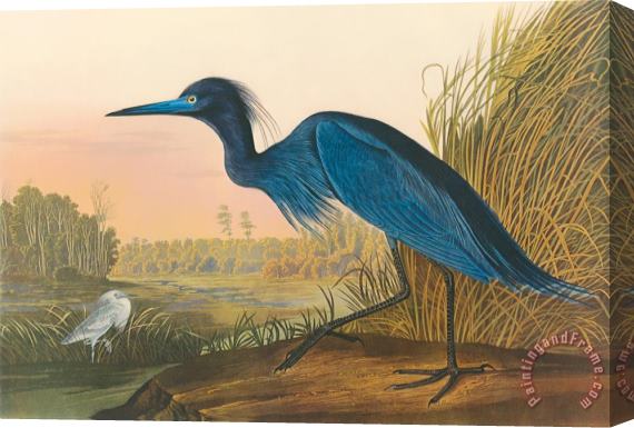 John James Audubon Blue Crane Stretched Canvas Painting / Canvas Art