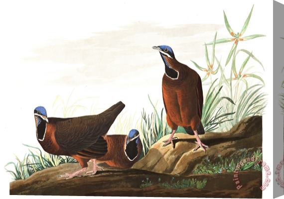 John James Audubon Blue Headed Pigeon Stretched Canvas Print / Canvas Art