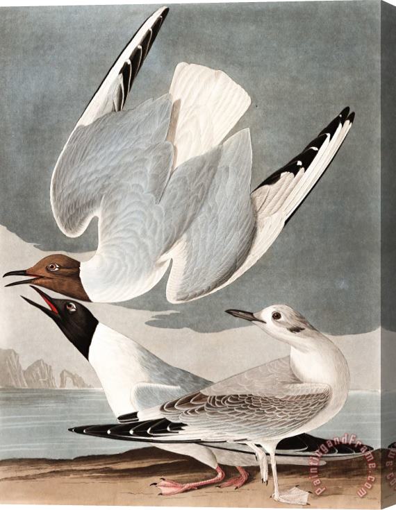 John James Audubon Bonapartian Gull Stretched Canvas Painting / Canvas Art
