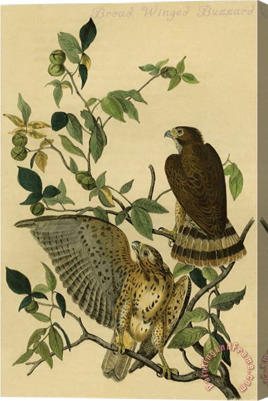 John James Audubon Broad Winged Buzzard Stretched Canvas Painting / Canvas Art
