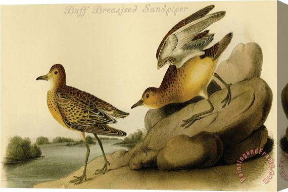 John James Audubon Buff Breastsed Sandpiper Stretched Canvas Print / Canvas Art
