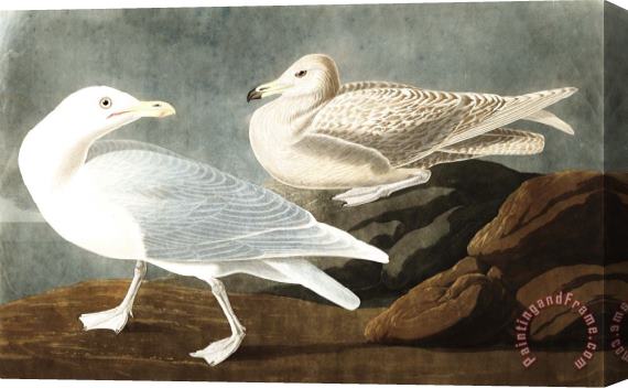 John James Audubon Burgomaster Gull Stretched Canvas Painting / Canvas Art