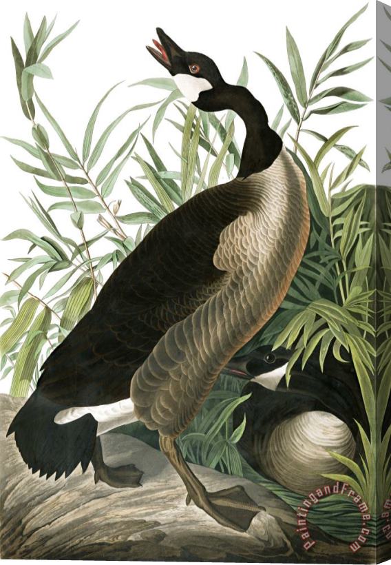 John James Audubon Canada Goose Stretched Canvas Painting / Canvas Art