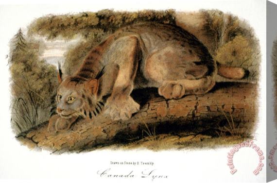 John James Audubon Canada Lynx 1846 Stretched Canvas Print / Canvas Art