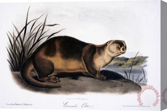 John James Audubon Canada Otter 1846 Stretched Canvas Print / Canvas Art