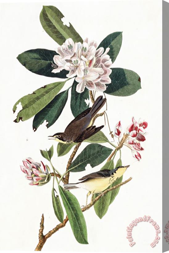 John James Audubon Canada Warbler Stretched Canvas Print / Canvas Art