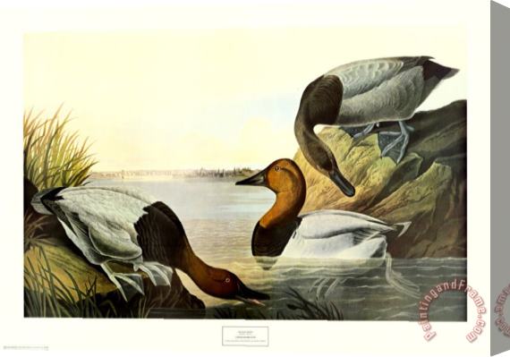 John James Audubon Canvas Backed Duck Stretched Canvas Painting / Canvas Art