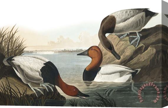 John James Audubon Canvas Backed Duck Stretched Canvas Painting / Canvas Art
