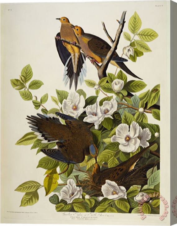 John James Audubon Carolina Turtledove Mourning Dove Zenaida Macroura Plate Xvii From The Birds of America Stretched Canvas Print / Canvas Art