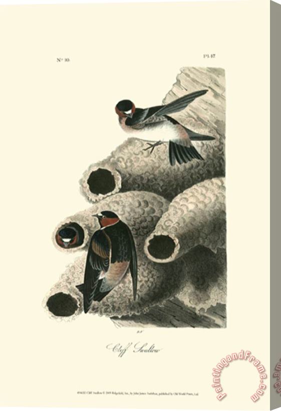 John James Audubon Cliff Swallow Stretched Canvas Print / Canvas Art