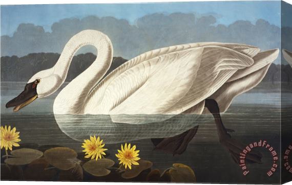 John James Audubon Common American Swan Whistling Swan Olor Colombianus From The Birds of America Stretched Canvas Painting / Canvas Art