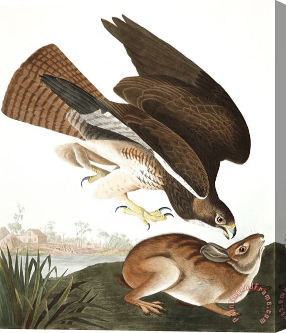 John James Audubon Common Buzzard Stretched Canvas Print / Canvas Art