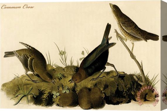 John James Audubon Common Crow Stretched Canvas Print / Canvas Art