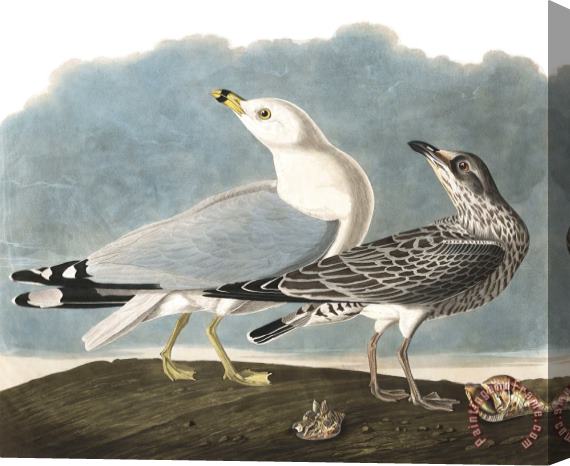 John James Audubon Common Gull Stretched Canvas Painting / Canvas Art
