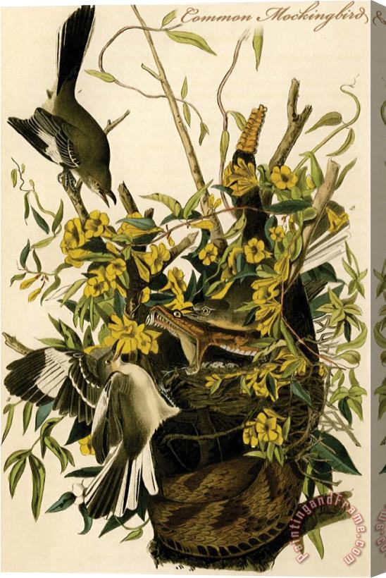 John James Audubon Common Mockingbird Stretched Canvas Painting / Canvas Art