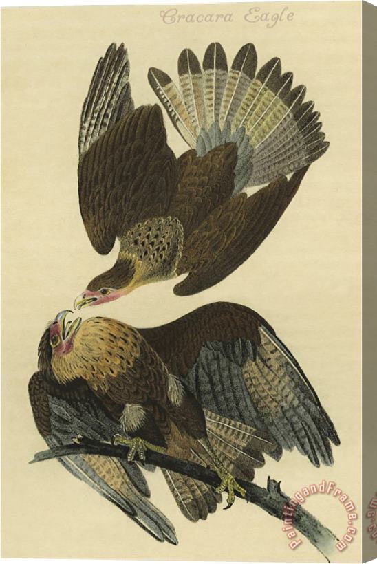 John James Audubon Cracara Eagle Stretched Canvas Print / Canvas Art