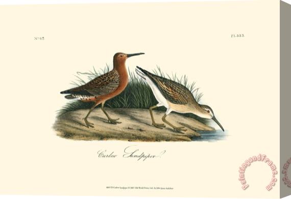 John James Audubon Curlew Sandpiper Stretched Canvas Print / Canvas Art