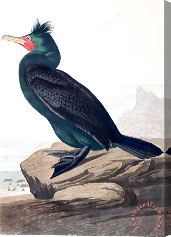 John James Audubon Double Crested Cormorant Stretched Canvas Print / Canvas Art