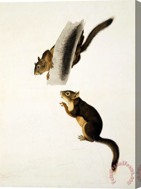 John James Audubon Douglas's Squirrel Stretched Canvas Print / Canvas Art