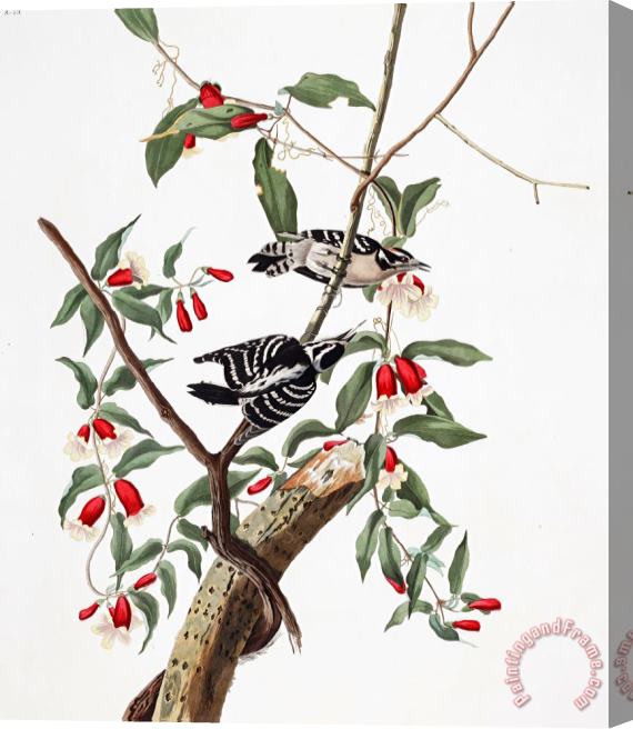 John James Audubon Downy Woodpecker Stretched Canvas Print / Canvas Art