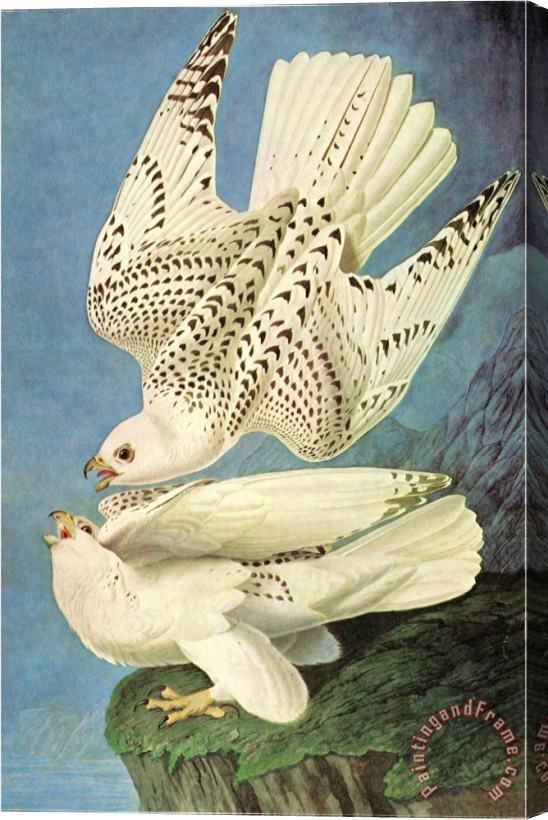 John James Audubon Falcons Stretched Canvas Painting / Canvas Art