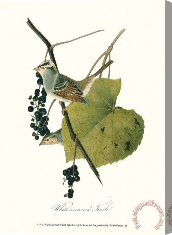 John James Audubon Finch Stretched Canvas Painting / Canvas Art