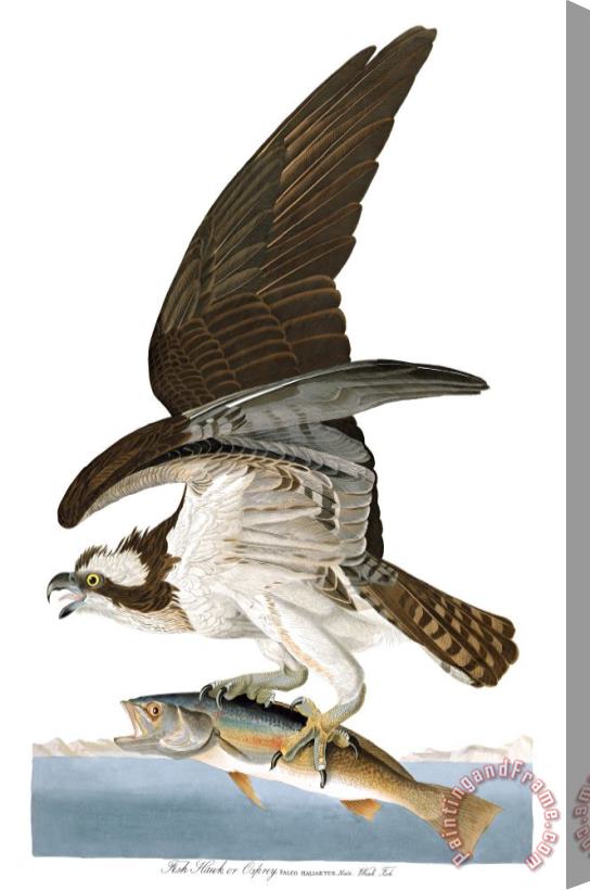 John James Audubon Fish Hawk, Or Osprey Stretched Canvas Print / Canvas Art