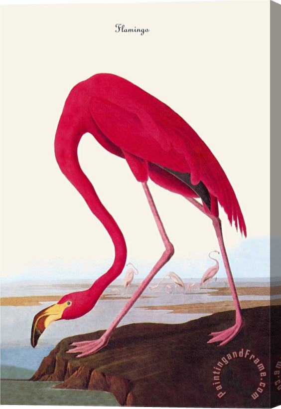 John James Audubon Flamingo Stretched Canvas Print / Canvas Art