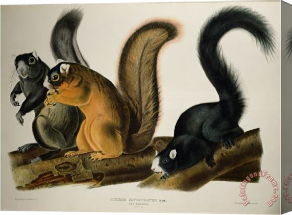 John James Audubon Fox Squirrel From Quadrupeds of America 1845 Stretched Canvas Painting / Canvas Art