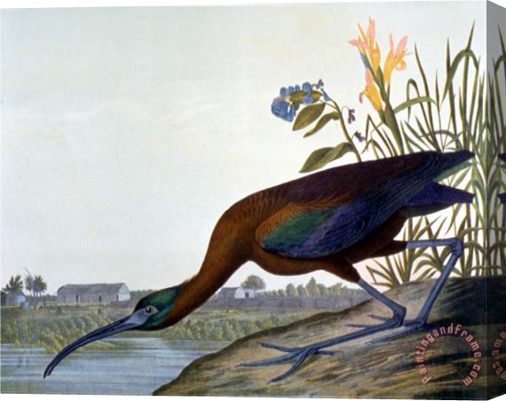 John James Audubon Glossy Ibis Stretched Canvas Painting / Canvas Art