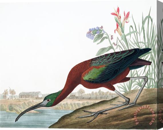 John James Audubon Glossy Ibis Stretched Canvas Print / Canvas Art