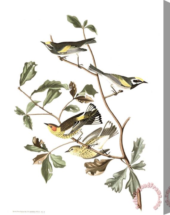 John James Audubon Golden Winged Warbler, Or Cape May Warbler Stretched Canvas Painting / Canvas Art