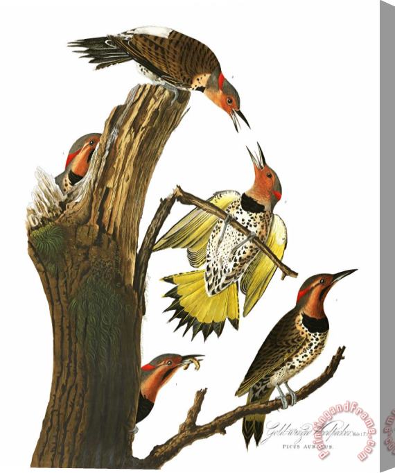 John James Audubon Golden Winged Woodpecker Stretched Canvas Print / Canvas Art