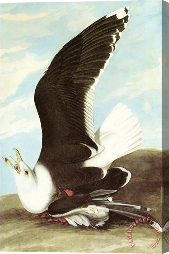 John James Audubon Great Black Backed Gull Stretched Canvas Print / Canvas Art