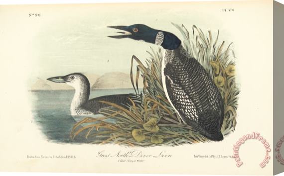 John James Audubon Great North Diver Loon Stretched Canvas Print / Canvas Art