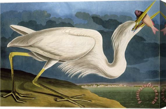 John James Audubon Great White Heron From Birds of America Stretched Canvas Print / Canvas Art