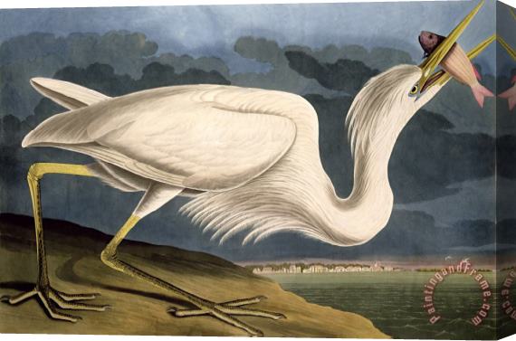 John James Audubon Great White Heron Stretched Canvas Painting / Canvas Art