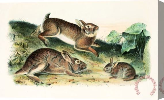 John James Audubon Grey Rabbit Stretched Canvas Print / Canvas Art