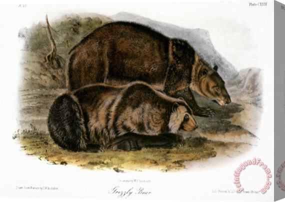 John James Audubon Grizzly Bear Ursus Ferox Stretched Canvas Painting / Canvas Art