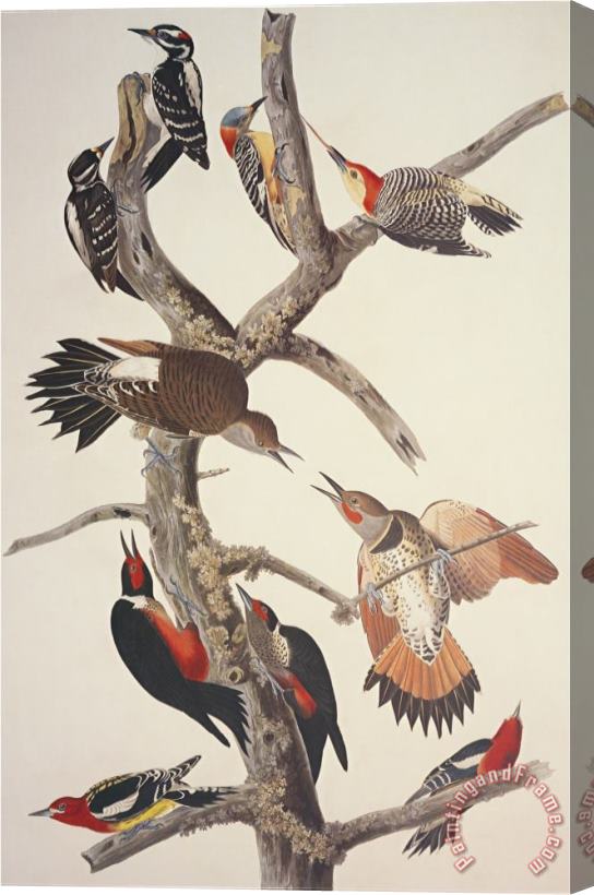 John James Audubon Hairy Woodpecker Stretched Canvas Print / Canvas Art