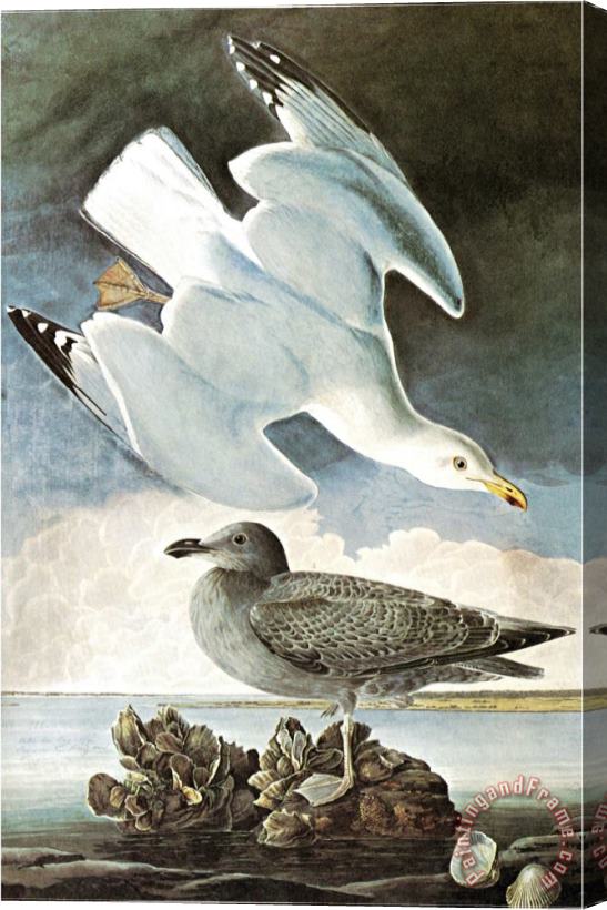 John James Audubon Herring Gull Black Duck Stretched Canvas Painting / Canvas Art